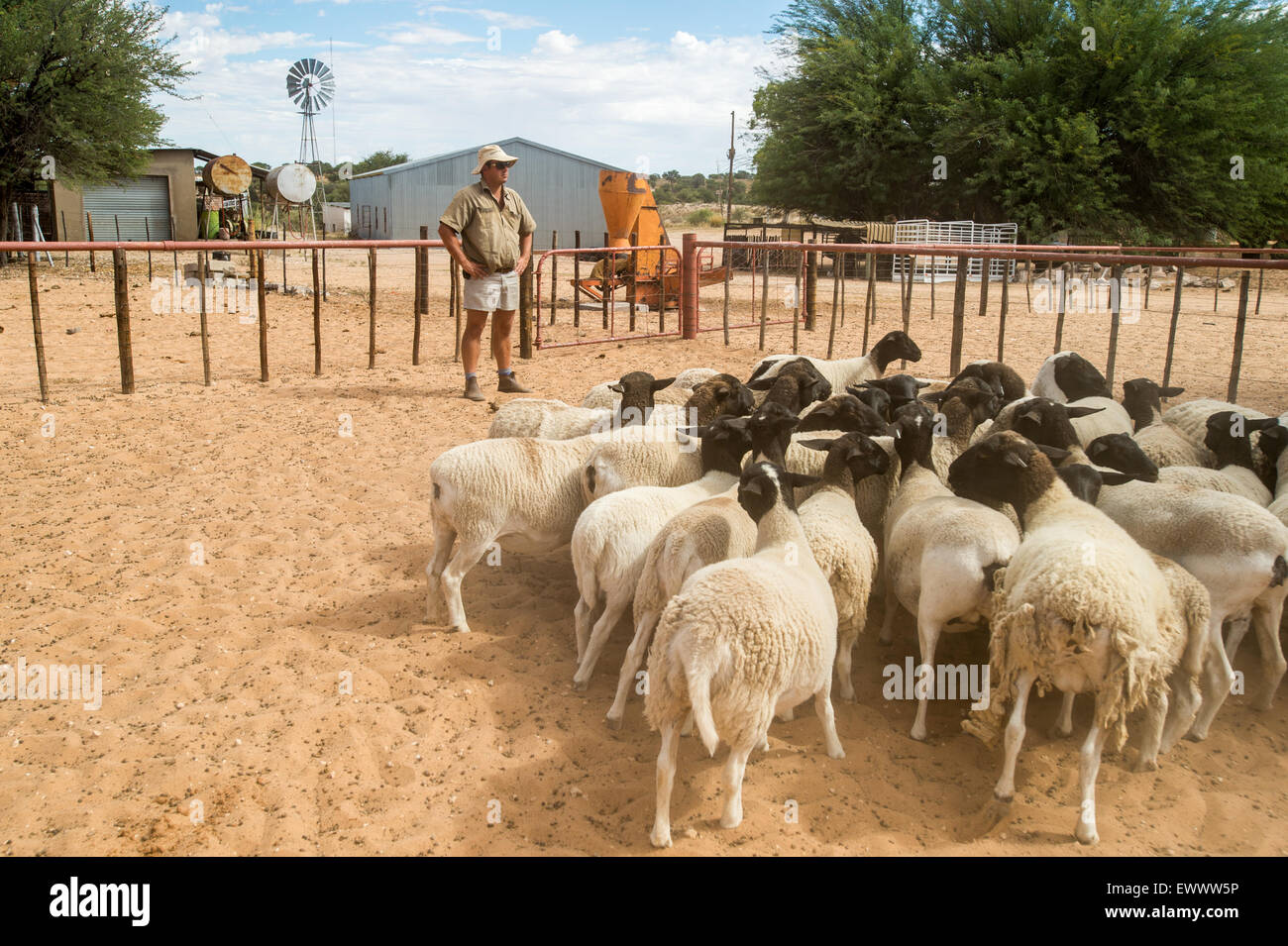Sheep on farm namibia hires stock photography and images Alamy