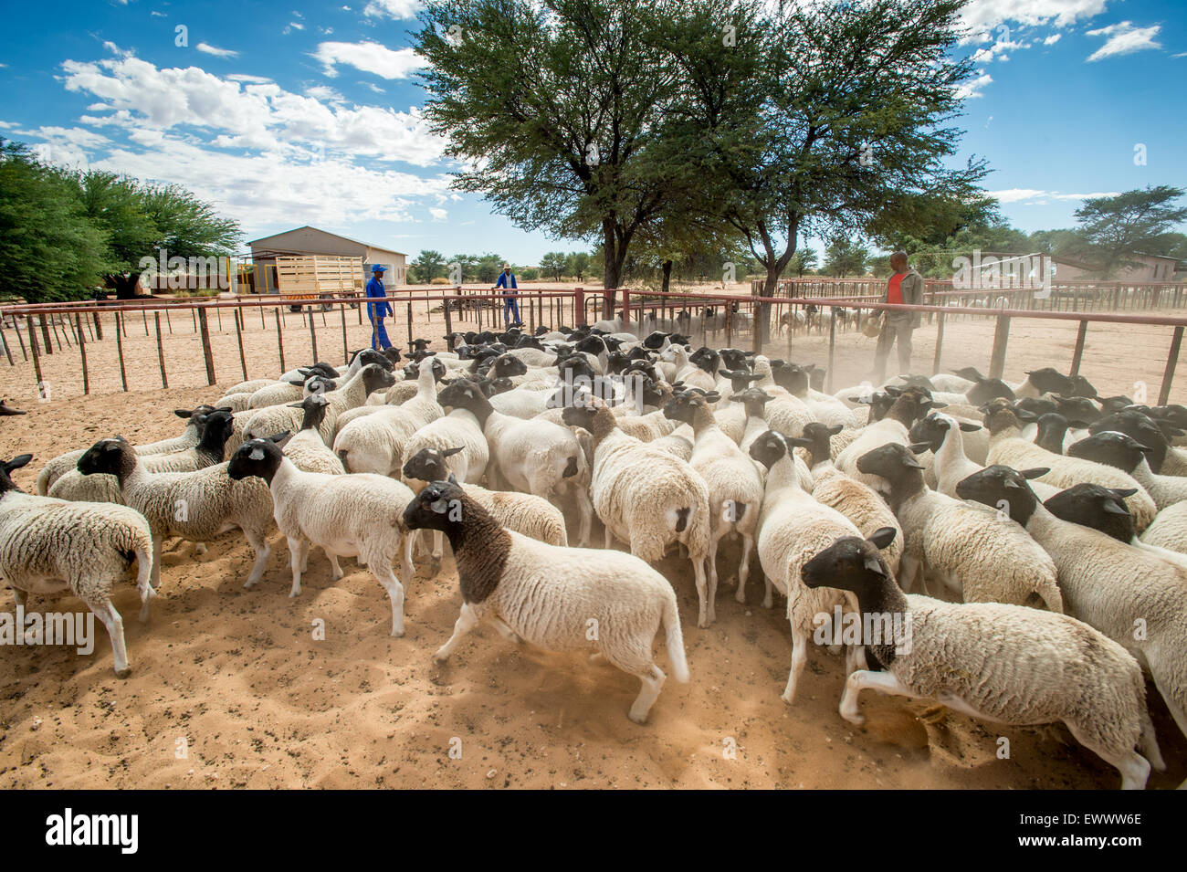 Namibia Sheep on farm in Africa Stock Photo Alamy