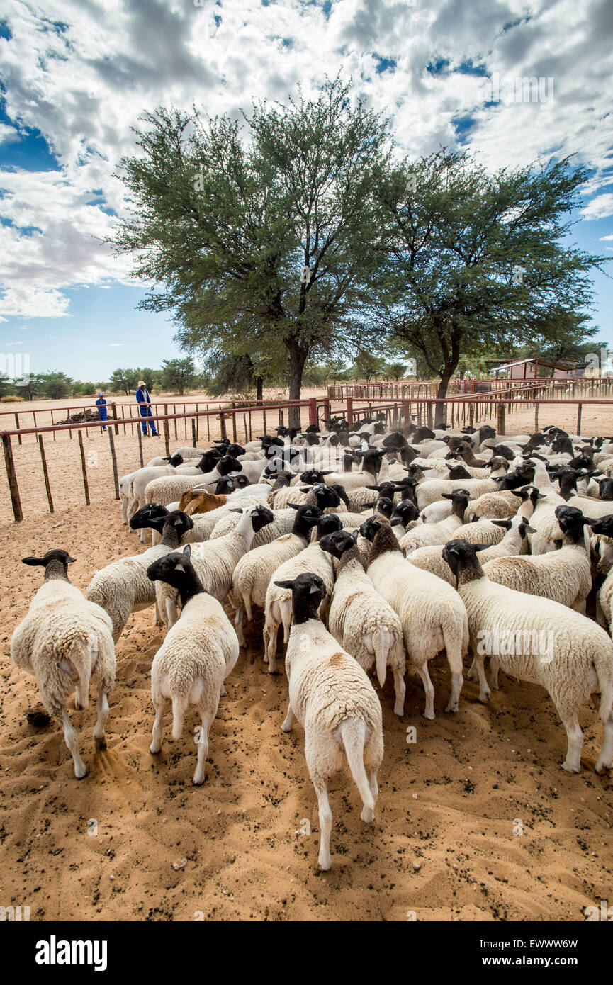 Sheep on farm namibia hires stock photography and images Alamy