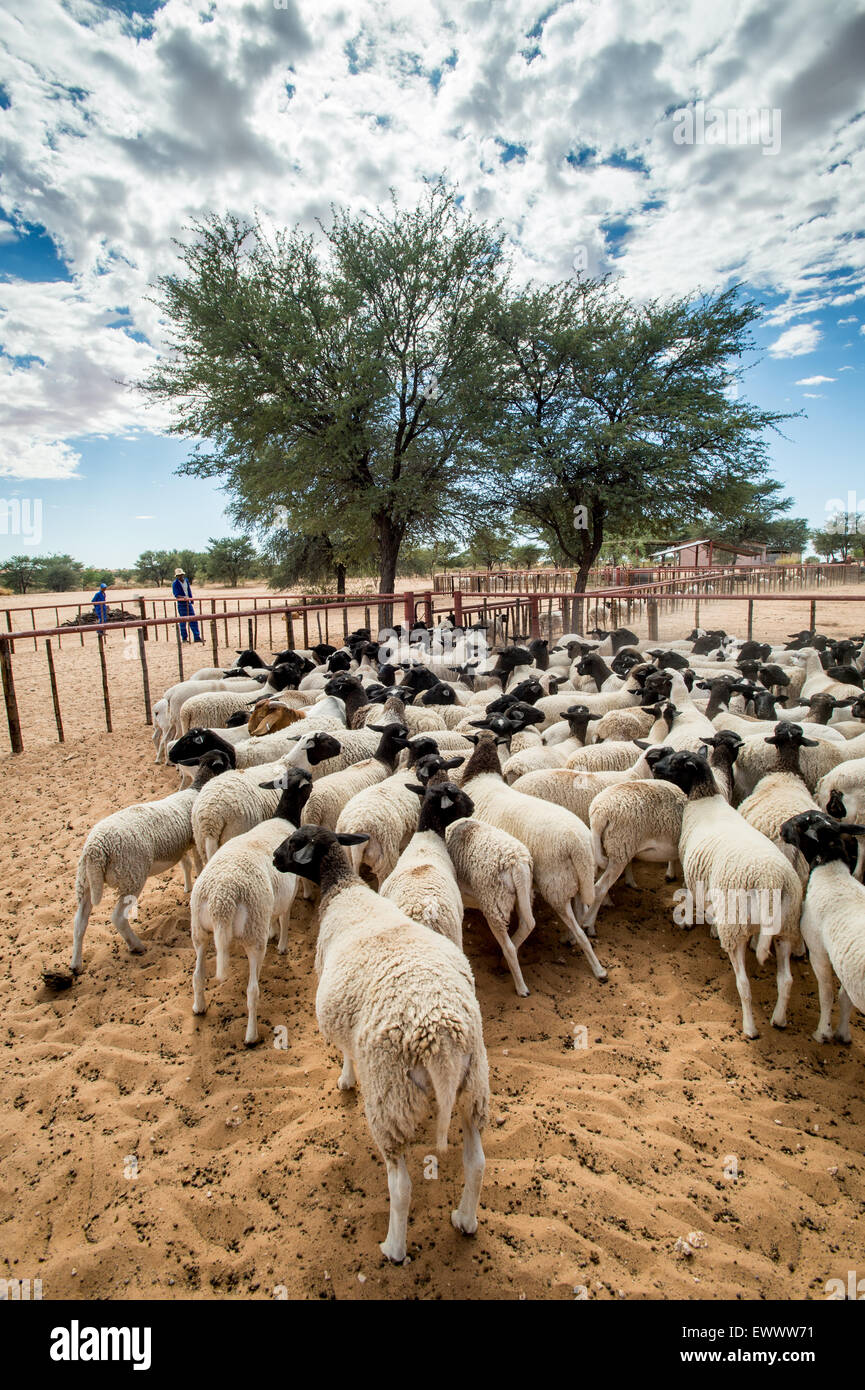 Namibia - Sheep on farm in Africa Stock Photo