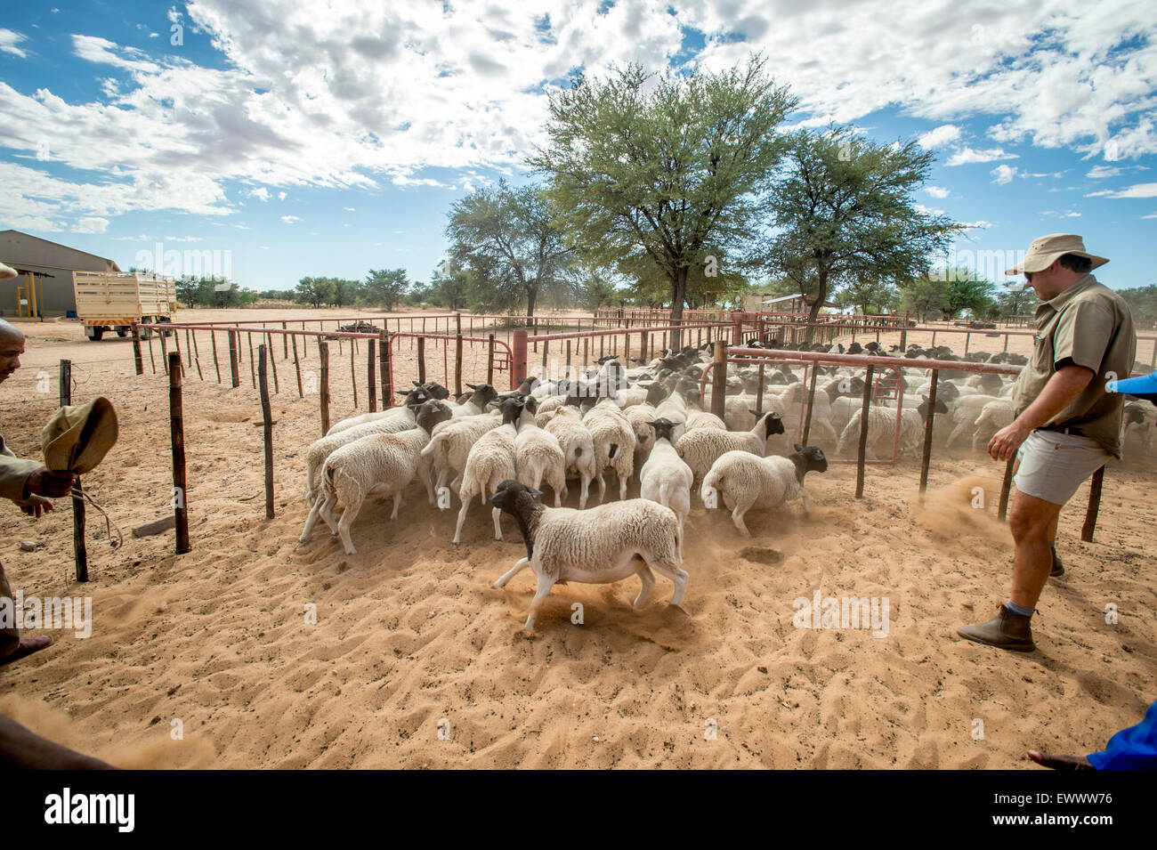 Namibia - Sheep and shepherd in Africa. Stock Photo