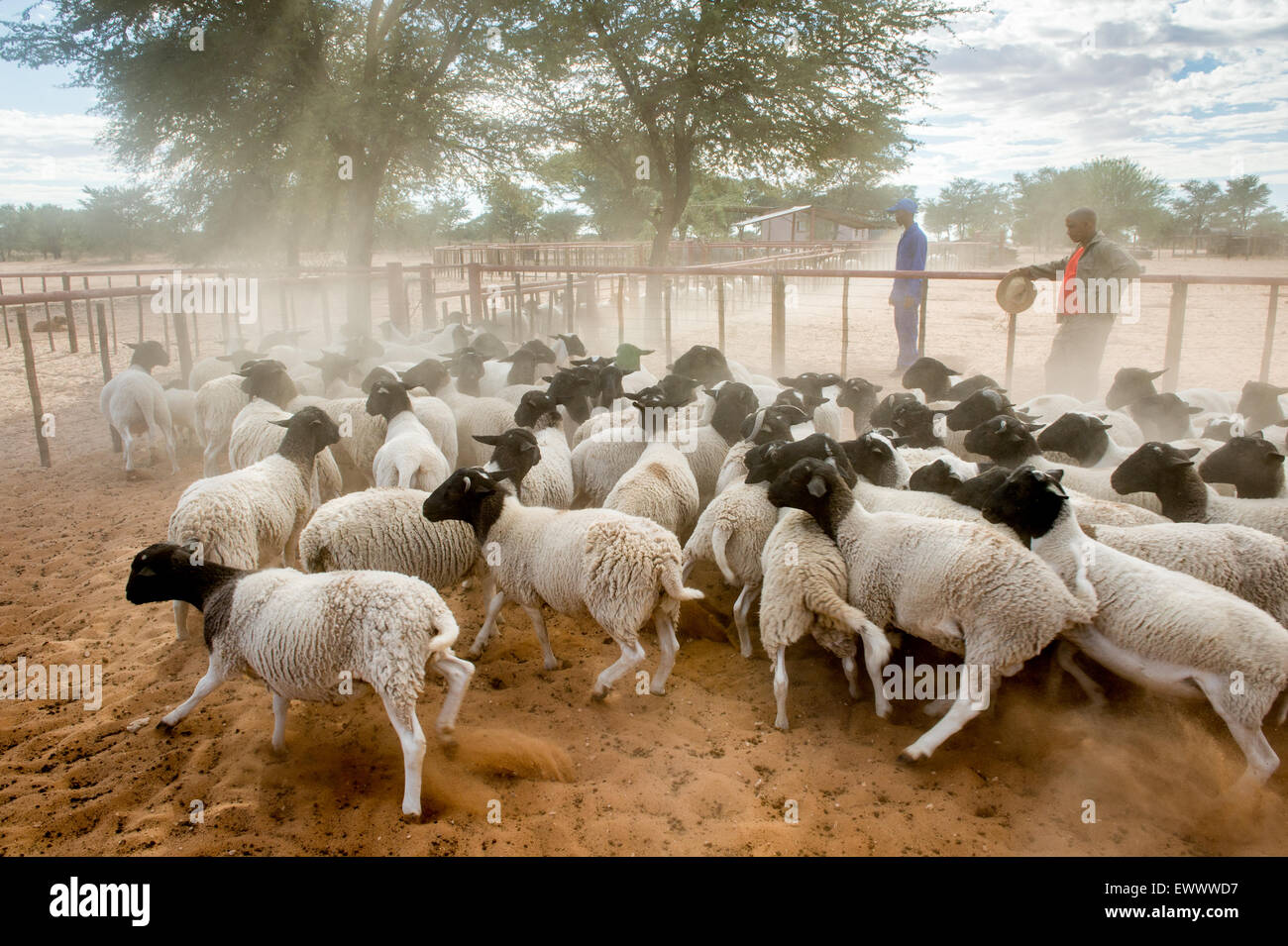 Sheep Breeds In Namibia