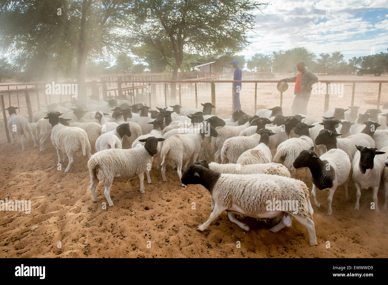 Namibia Dorper sheep on farm in Africa Stock Photo Alamy