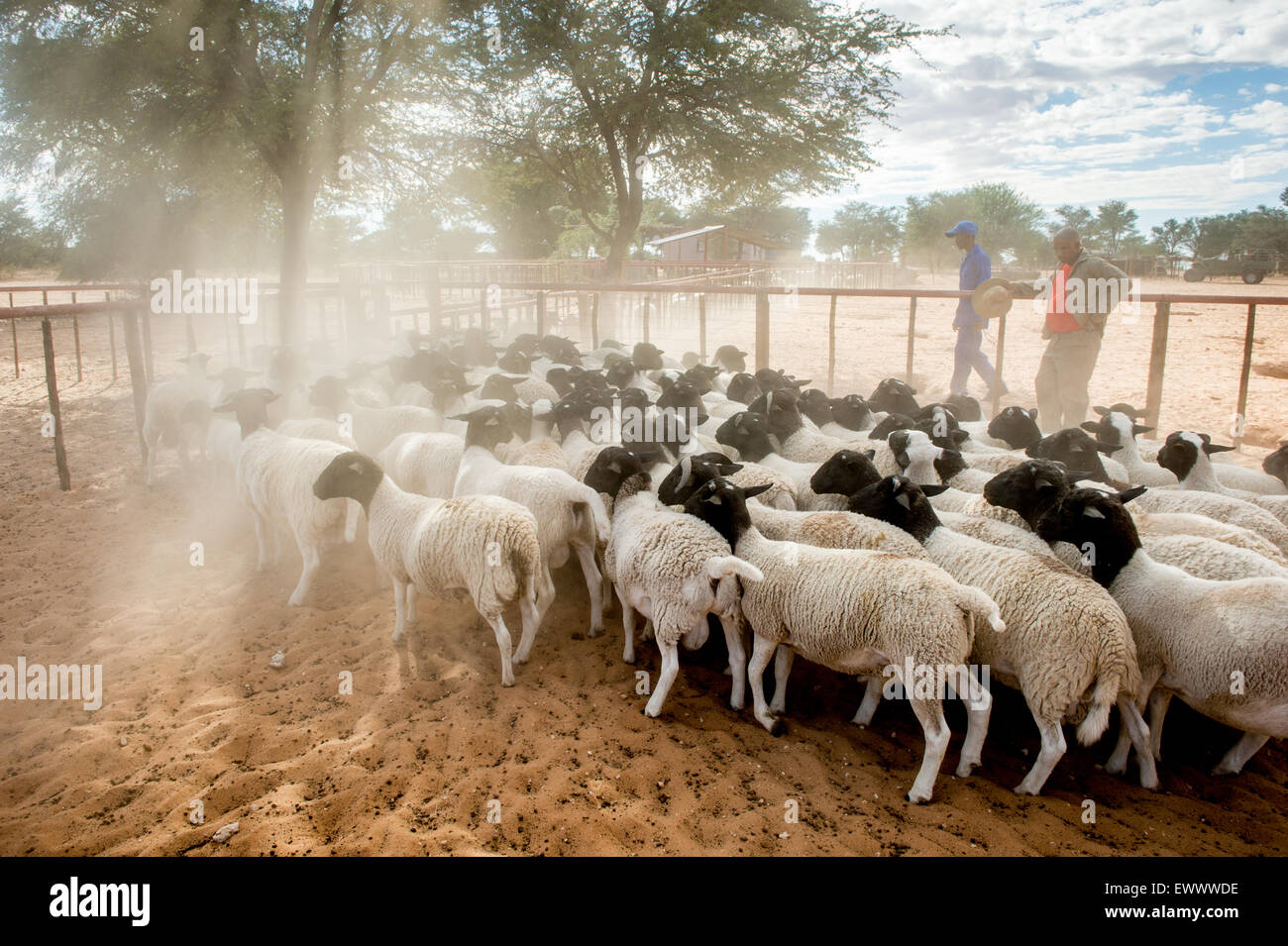 Namibia Dorper sheep on farm in Africa Stock Photo Alamy
