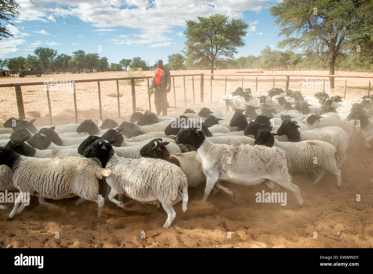 Dorper sheep africa hires stock photography and images Alamy