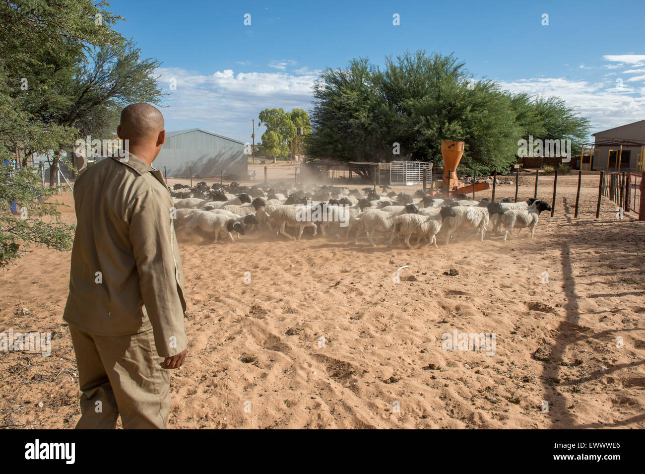 Namibia Dorper sheep on farm in Africa Stock Photo Alamy