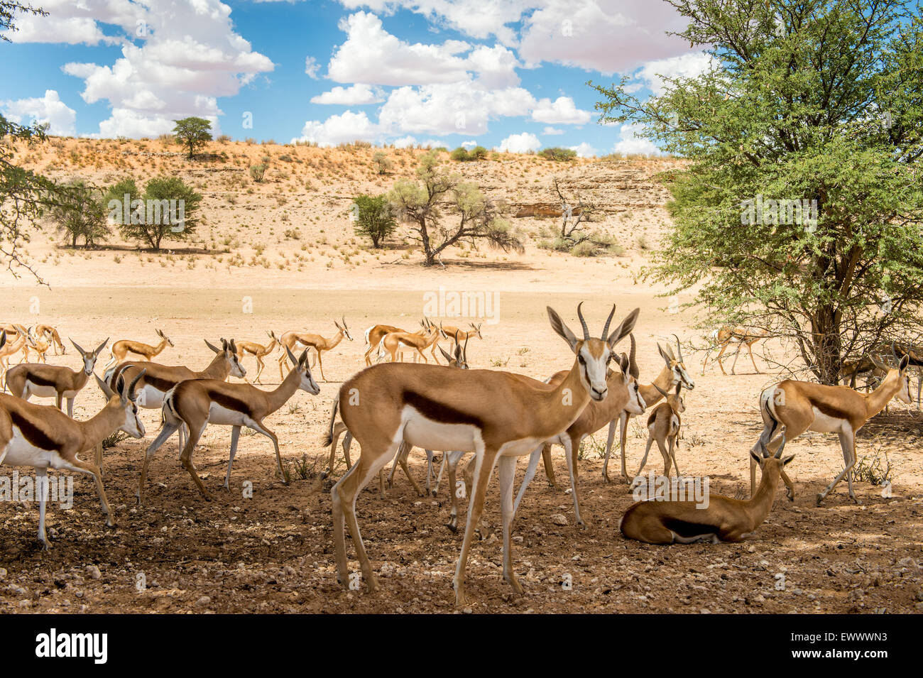 Kgalagadi Transfrontier Park, South Africa - springbok (Antidorcas marsupialis) Stock Photo