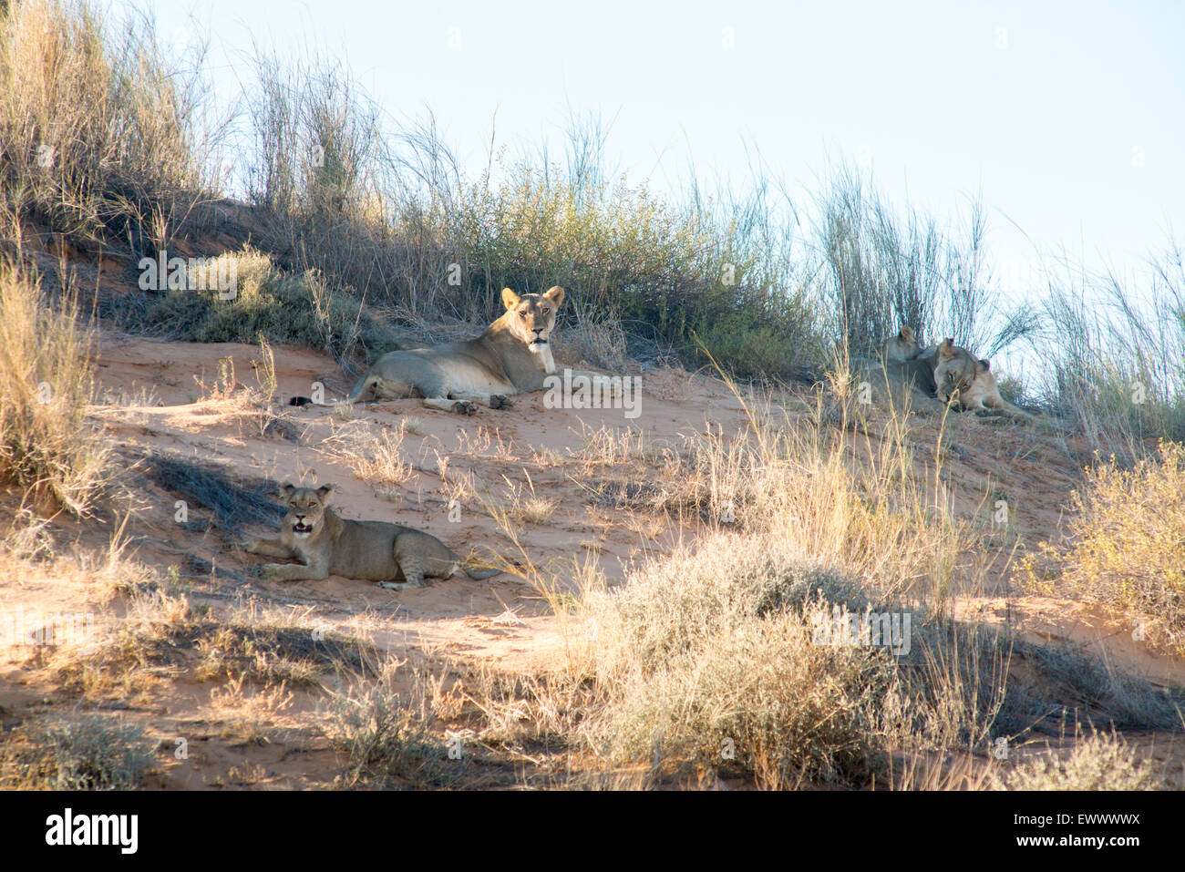 South Africa - Lion (panthera leo) pride in Khalagadi Transfrontier Park Stock Photo