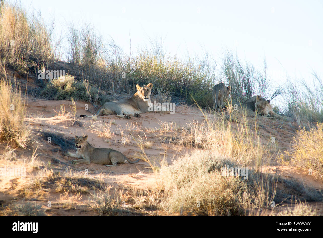South Africa - Lion (panthera leo) pride in Khalagadi Transfrontier Park Stock Photo