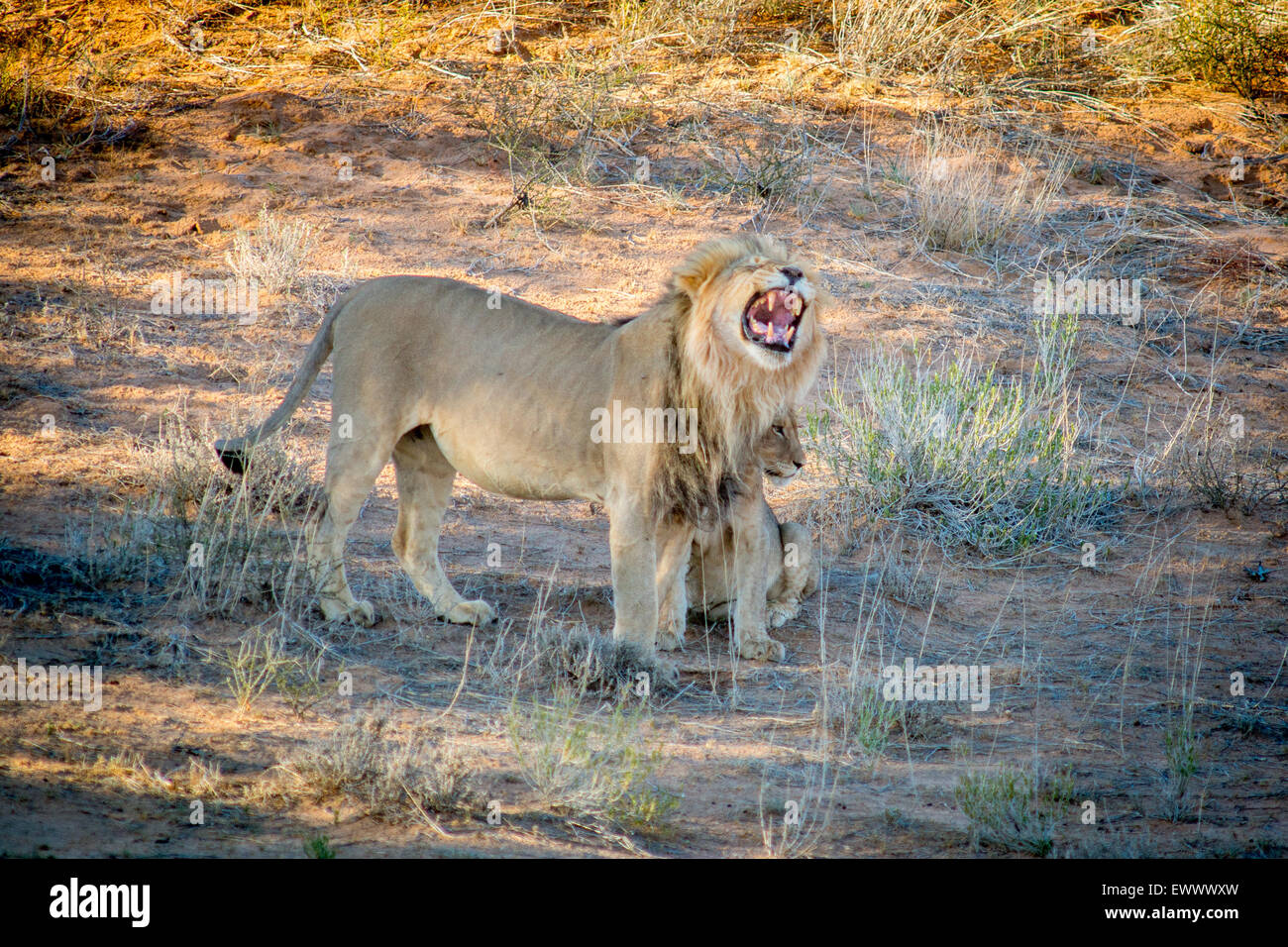 Kgalagadi Transfrontier Park, South Africa - Male lion (Panthera leo)and cub Stock Photo