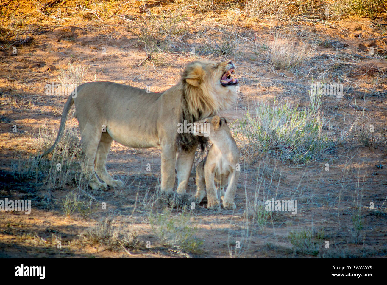 Kgalagadi Transfrontier Park, South Africa - Male lion (Panthera leo)and cub Stock Photo