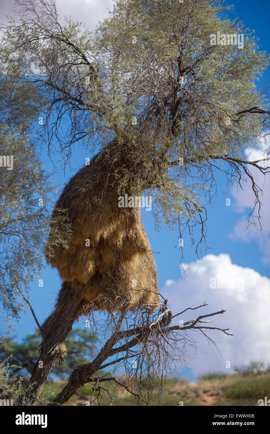 South Africa - Massive weaver bird nest overtaking tree in Africa Stock Photo