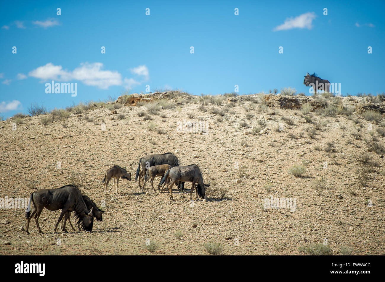 South Africa - Wildebeest in Khalagadi Transfrontier Park Stock Photo