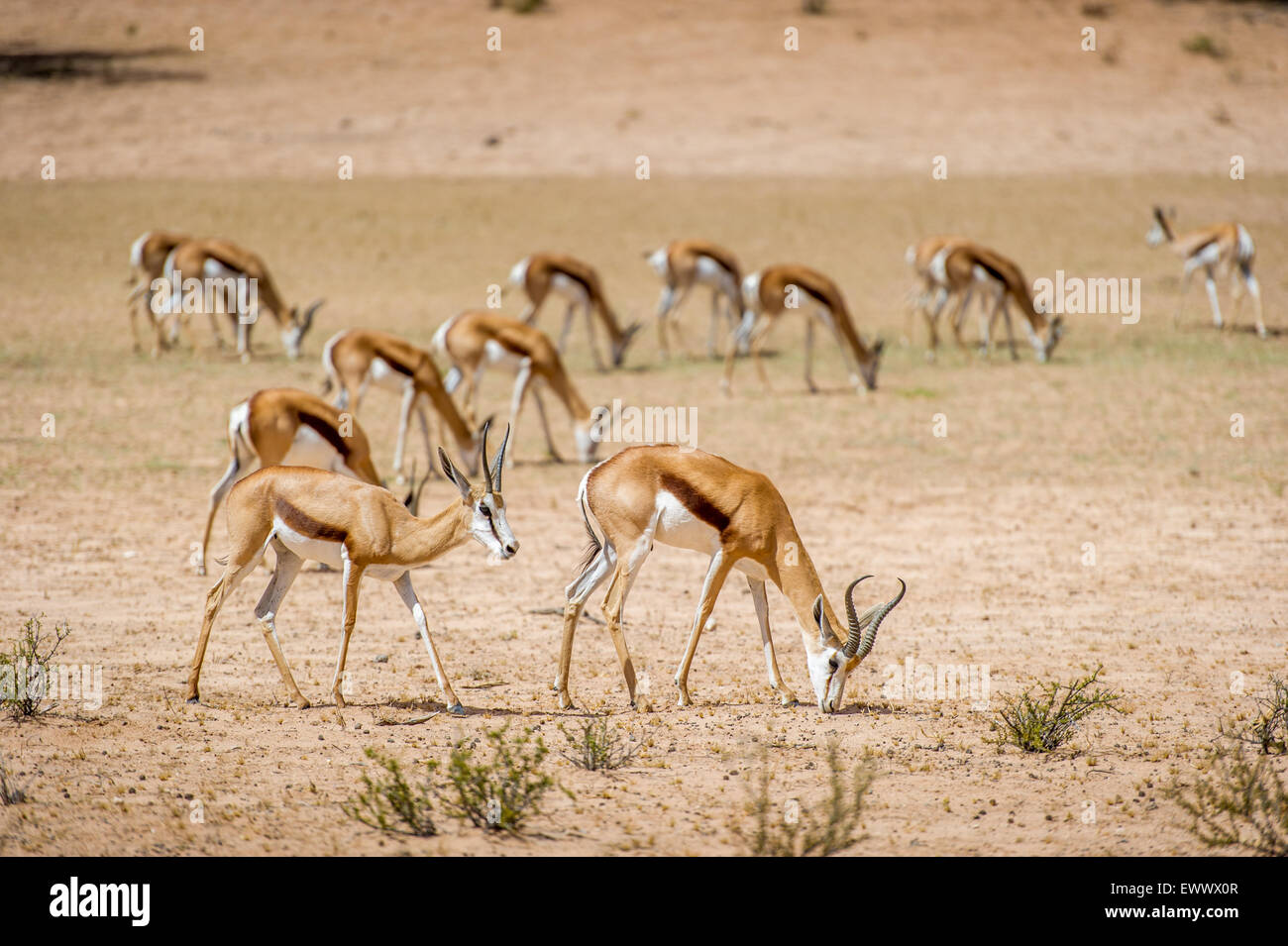 South Africa - Springbok roaming  in Khalagadi Transfrontier Park Stock Photo