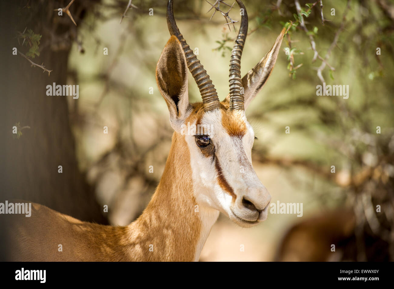 Kgalagadi Transfrontier Park, South Africa - springbok (Antidorcas marsupialis) Stock Photo