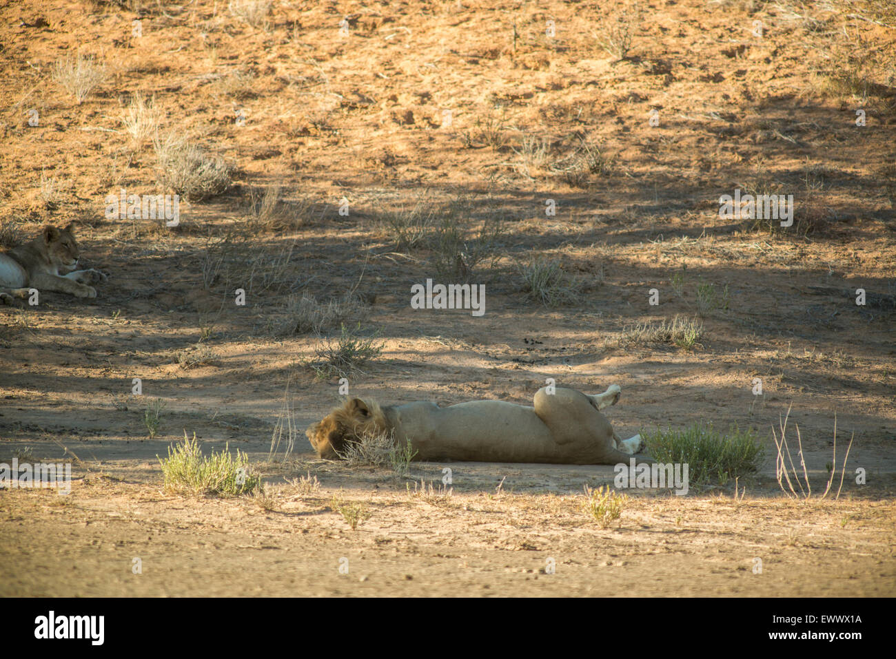 South Africa - Lion (panthera leo) Den in Khalagadi Transfrontier Park Stock Photo
