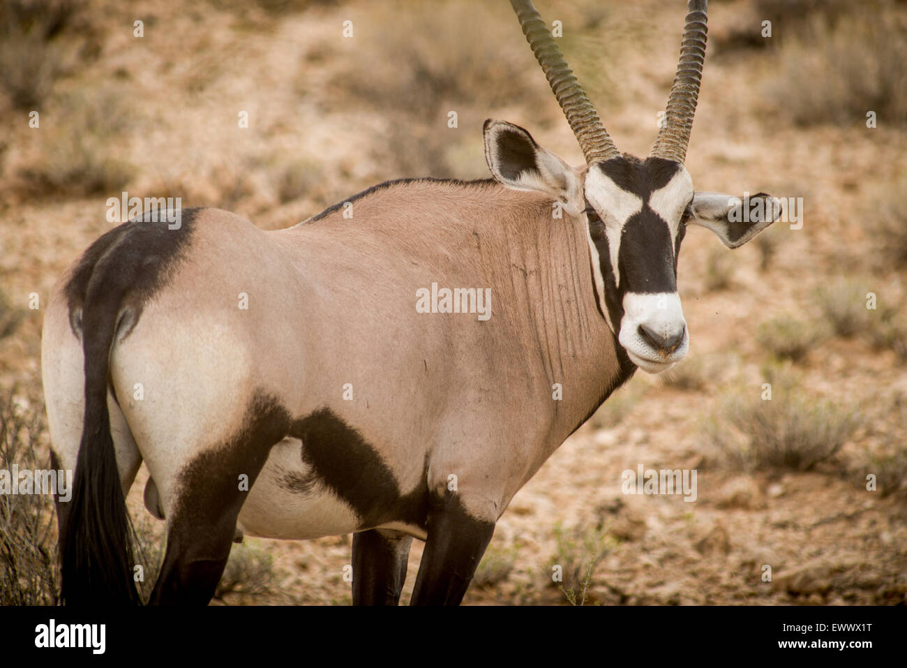South Africa - Gemsbok in Khalagadi Transfrontier Park Stock Photo