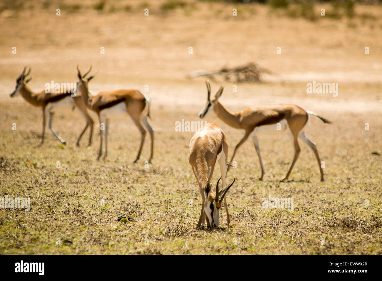 South Africa - Springbok roaming together through the Khalagadi Transfrontier Park Stock Photo