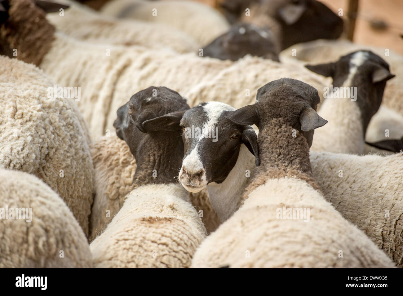 Namibia - Sheep on farm in Africa Stock Photo