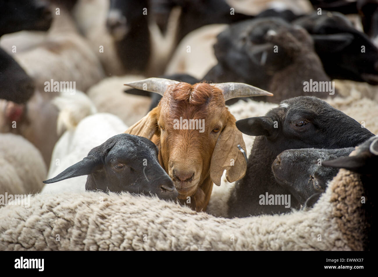 Namibia Sheep on farm in Africa Stock Photo Alamy