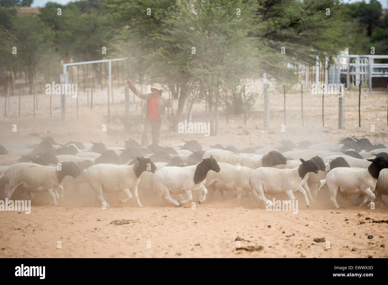 Namibia - Sheep on farm in Africa Stock Photo