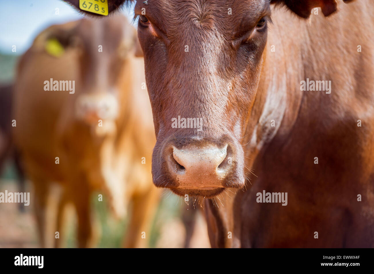 Koes, Namibia, Africa - Bonsmara cattle on farm Stock Photo