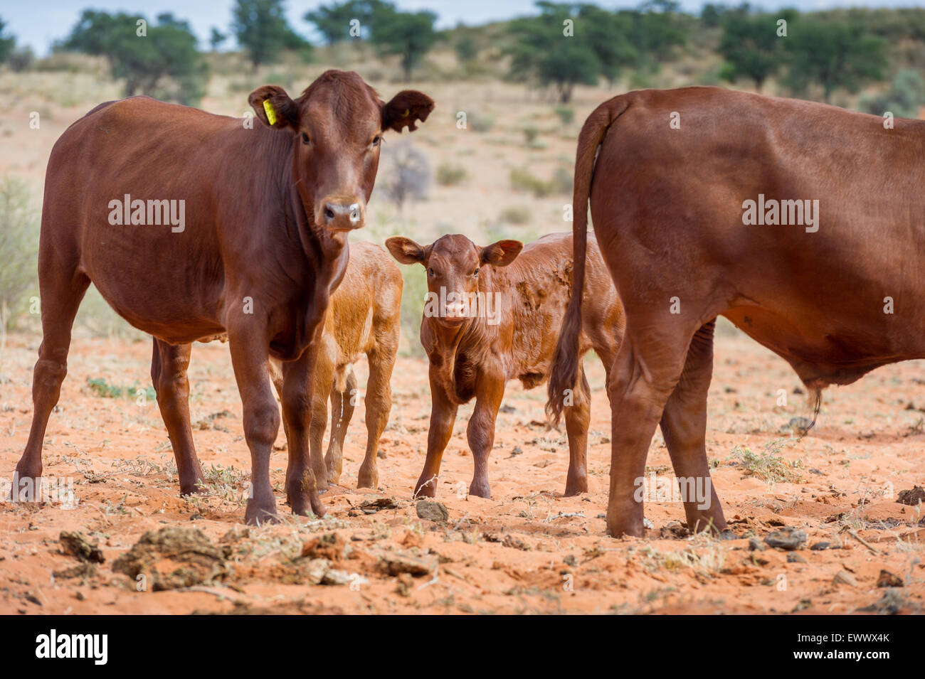 Namibia - Beef Cattle on farm in Africa Stock Photo