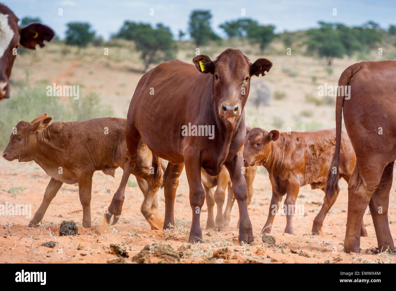 Namibia - Beef Cattle on farm in Africa Stock Photo