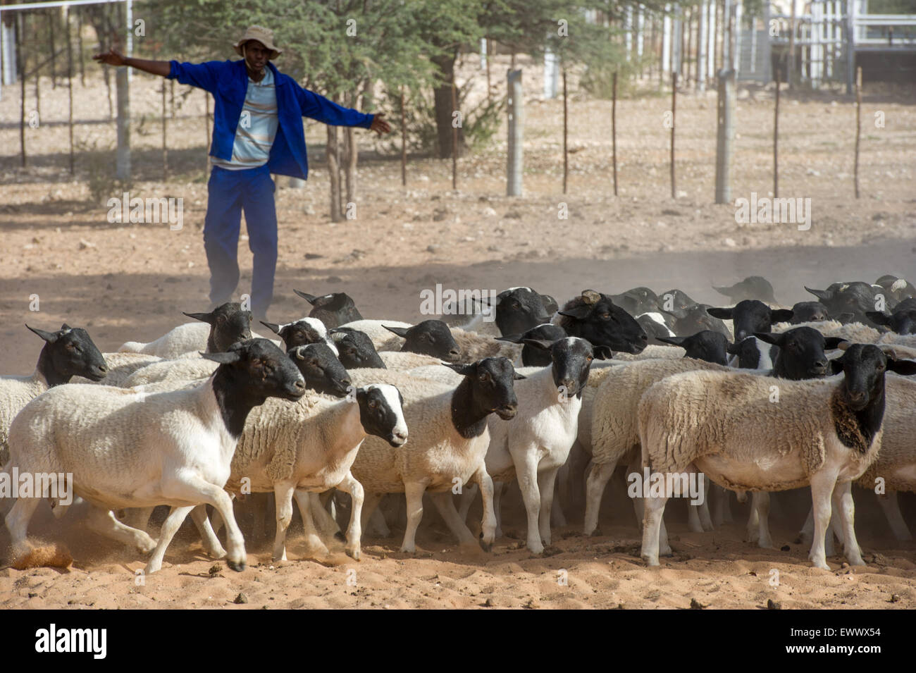 Dorper sheep africa hires stock photography and images Alamy