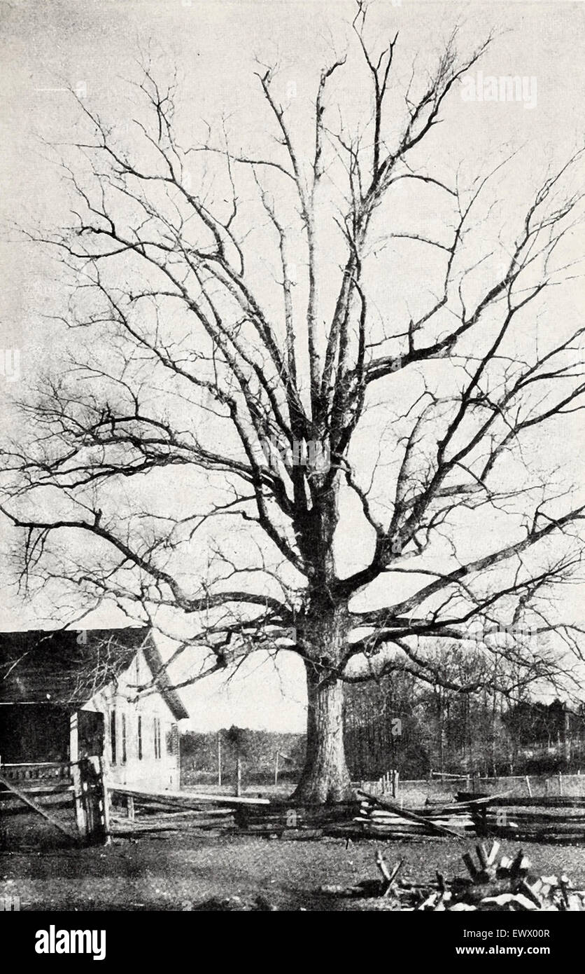 The tree at the Cove Spring, three miles from Athens, Alabama, under which General Nathan Bedford Forrest, Confederate States Army, was administered the preliminary oath of the Ku Klux Klan by Captain John C Lester, circa 1867 Stock Photo