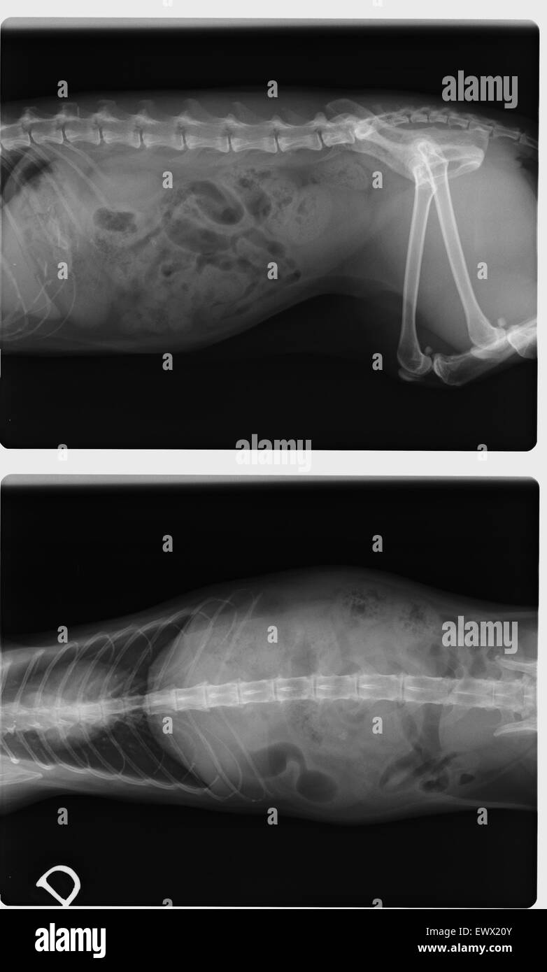 Side and top view of negative X-Ray of spinal column, chest, abdomen, pelvis and thigh bone of a female 13 years old cat Stock Photo