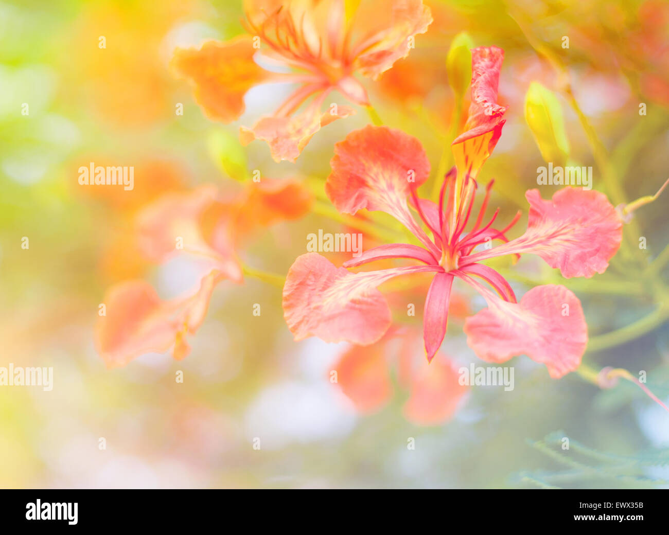 Beautiful flower, beautiful nature with bokeh background Stock Photo