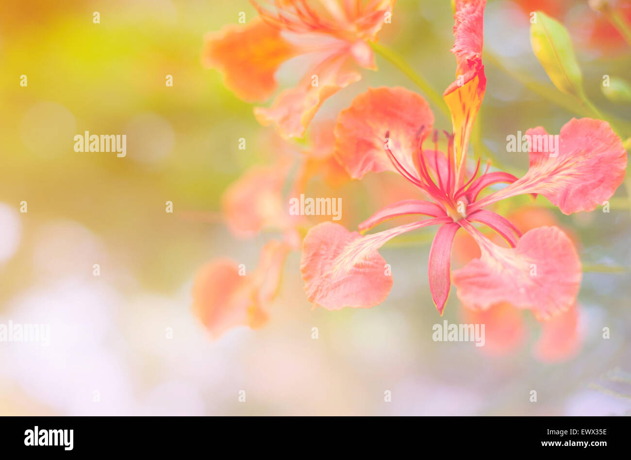 Beautiful bokeh flower hi-res stock photography and images - Alamy