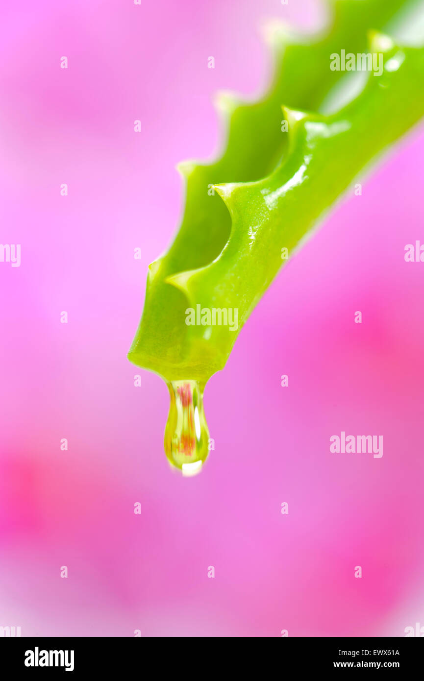 Aloe vera as alternative medicine Stock Photo Alamy