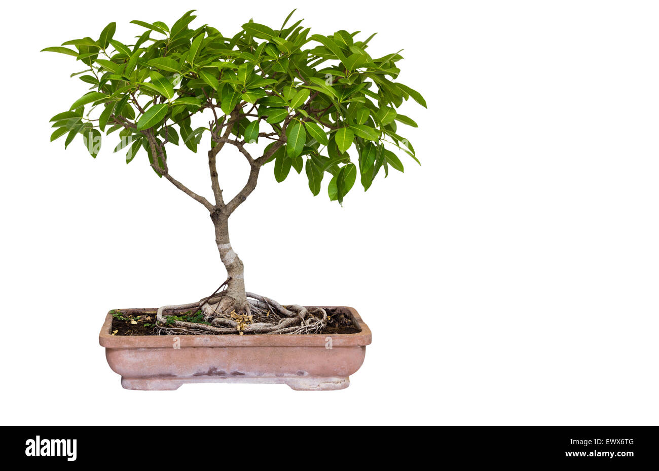 Small bonsai tree in ceramic pot isolated on white background and ...