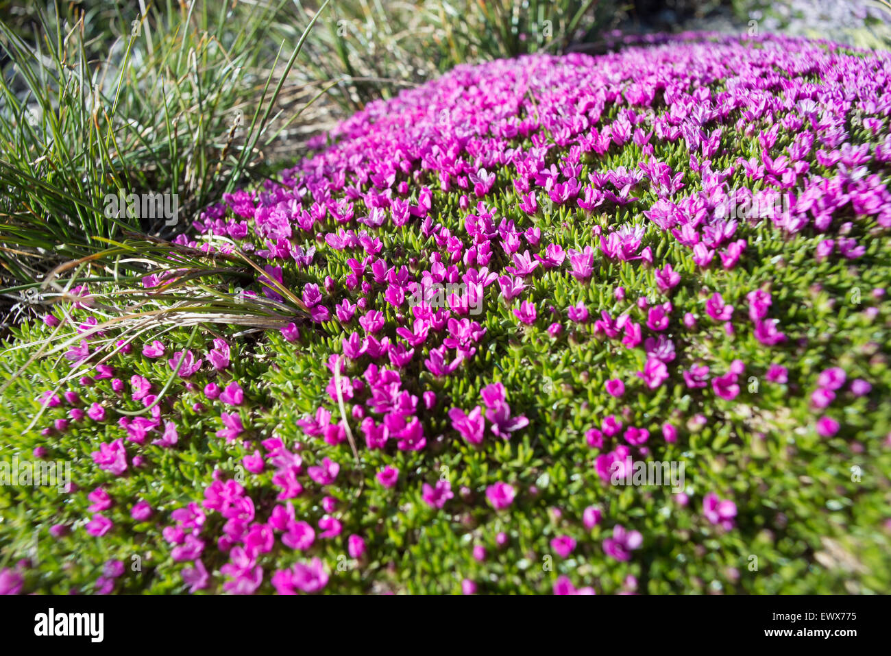 Macro shot of small alpine purple flowers (Silene acaulis) on natural green carpet at high altitude. Selective focus on centre. Stock Photo