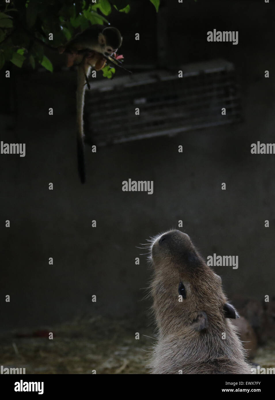 Saitama, Japan. 2nd July, 2015. A capybara looks at a squirrel monkey ...