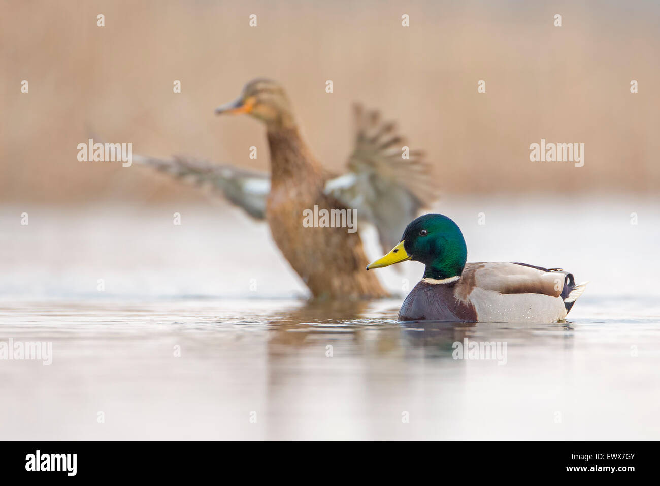 Mallard or wild duck (Anas platyrhynchos) couple, Middle Elbe, Saxony-Anhalt, Germany Stock Photo