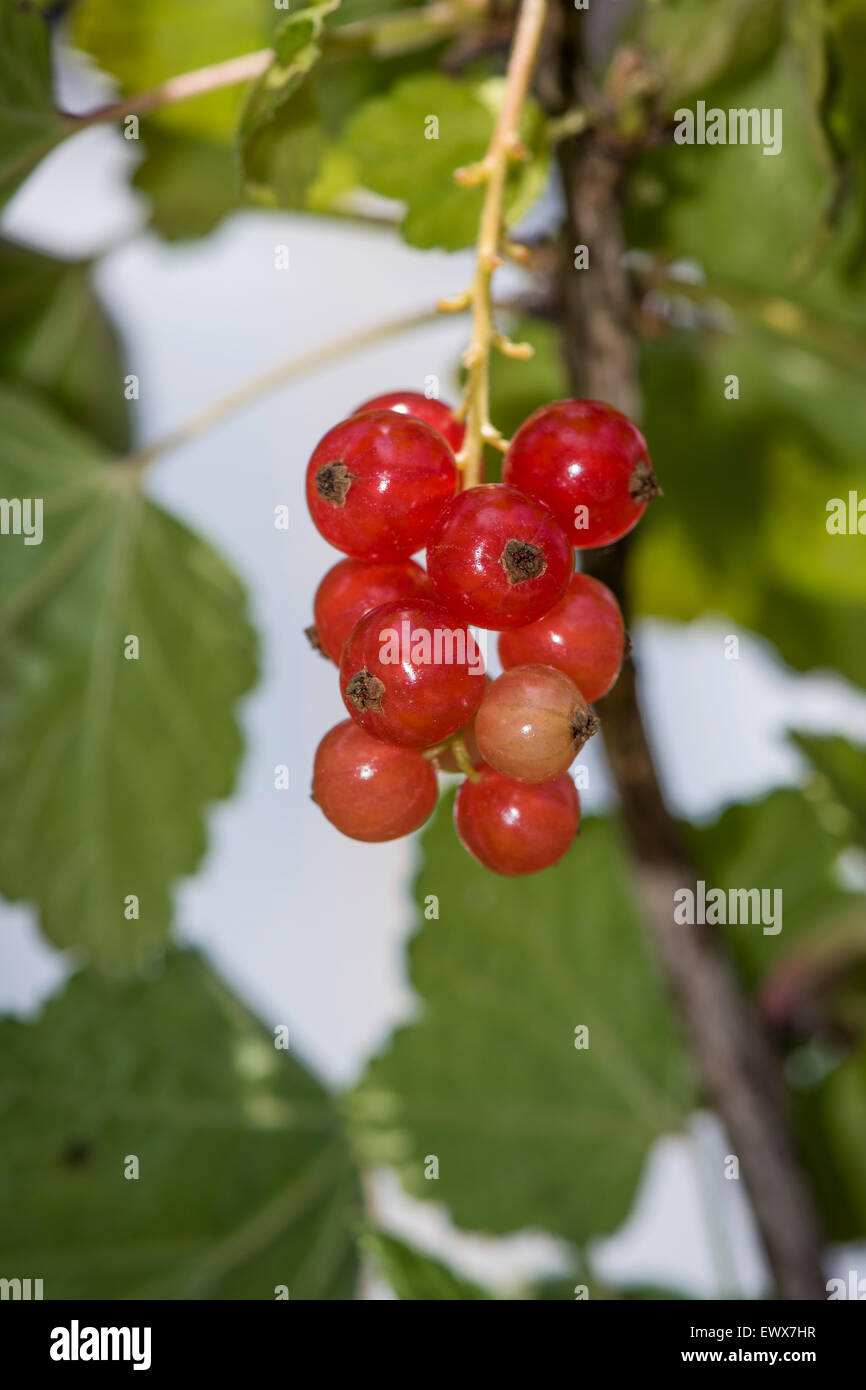Redcurrant or red currant (Ribes rubrum), Baden-Württemberg, Germany Stock Photo