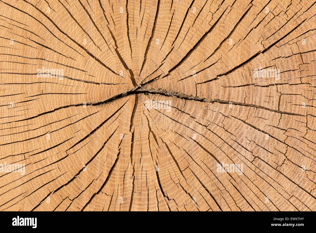 Sectional area of oak (Quercus sp.) trunk with annual rings, Baden-Württemberg, Germany Stock Photo