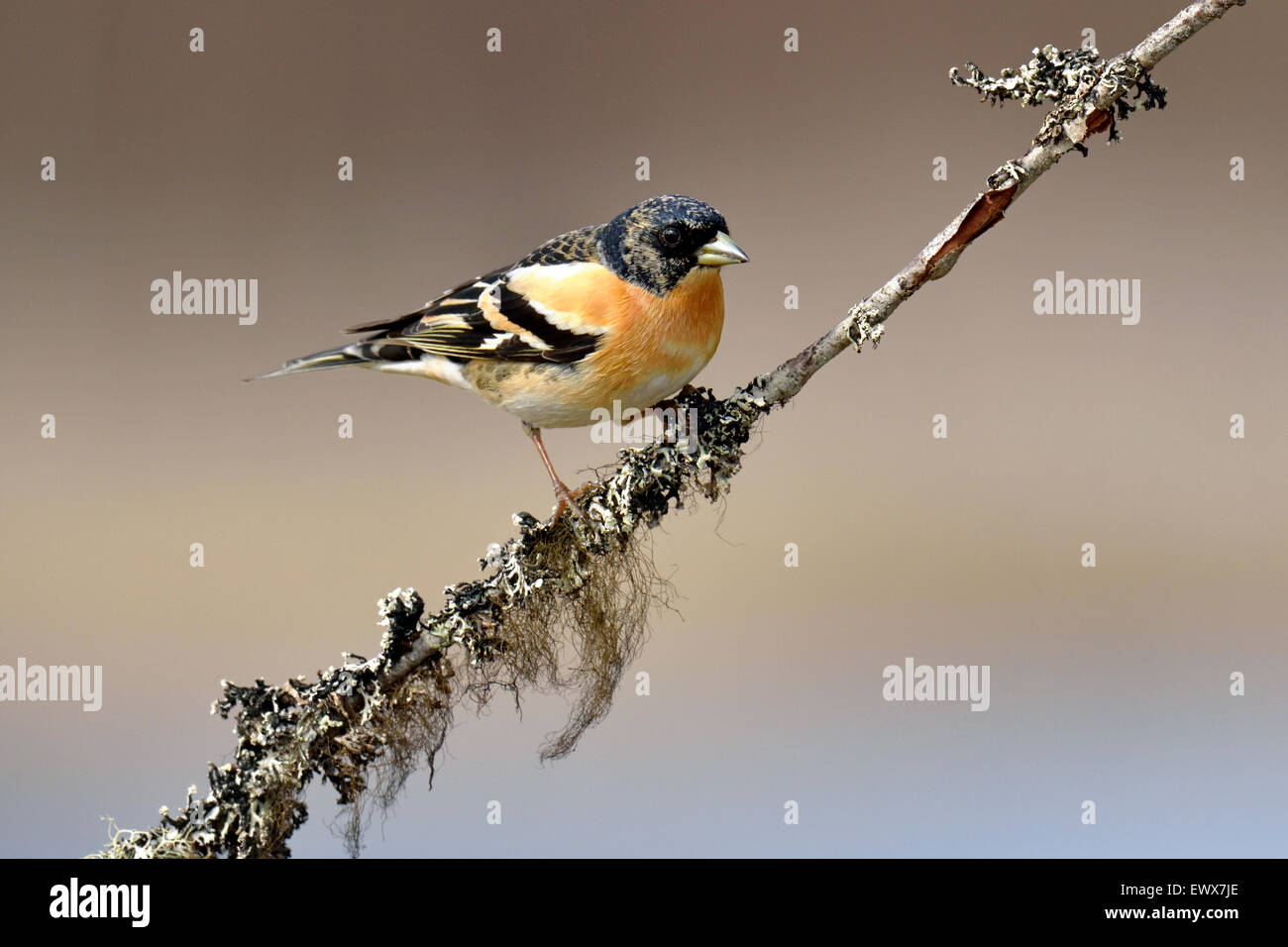 Brambling (Fringilla montifringilla), male sitting on branch, Hedmark ...
