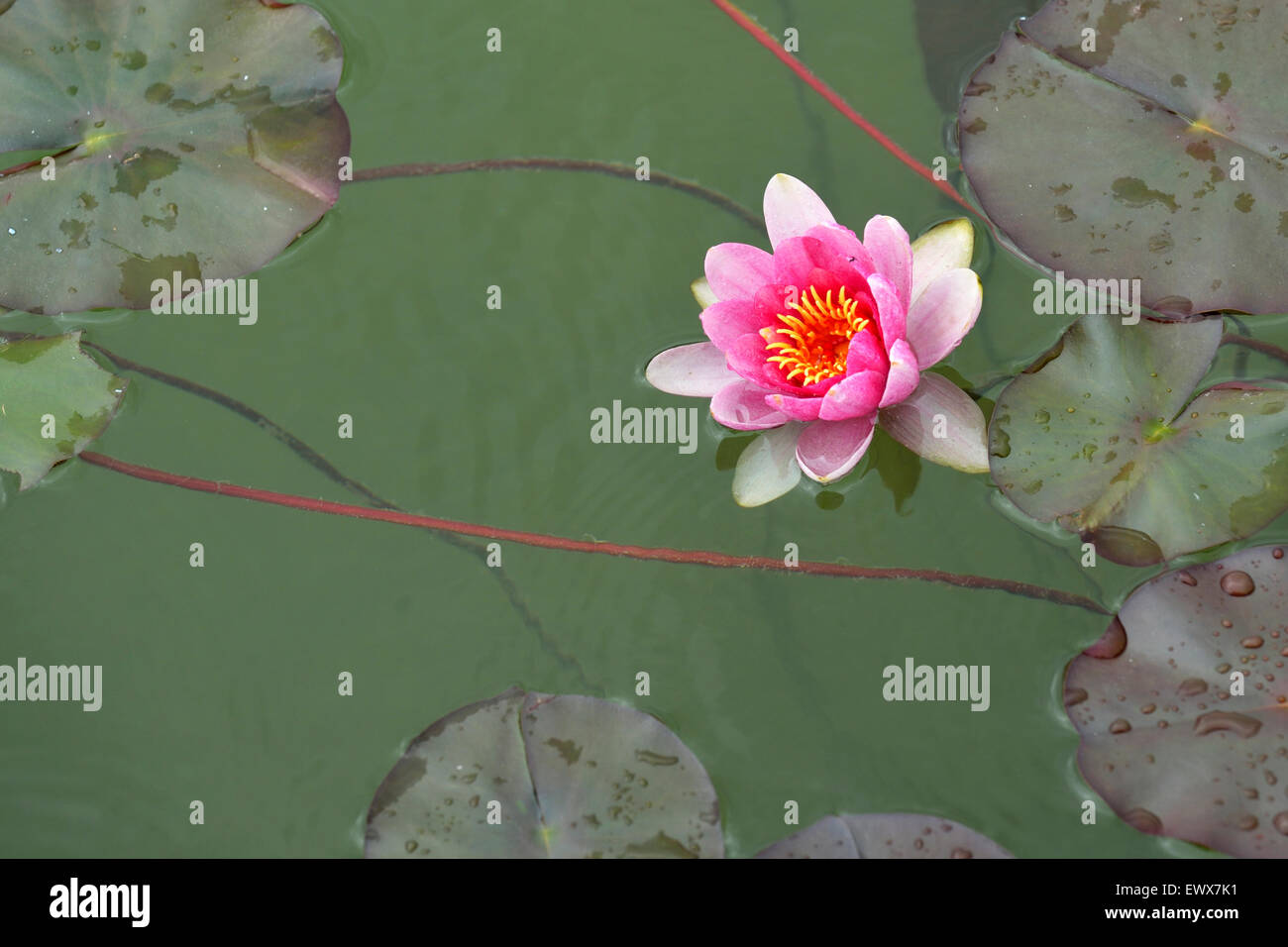 Pink water lily (Nymphaea sp.), Switzerland Stock Photo