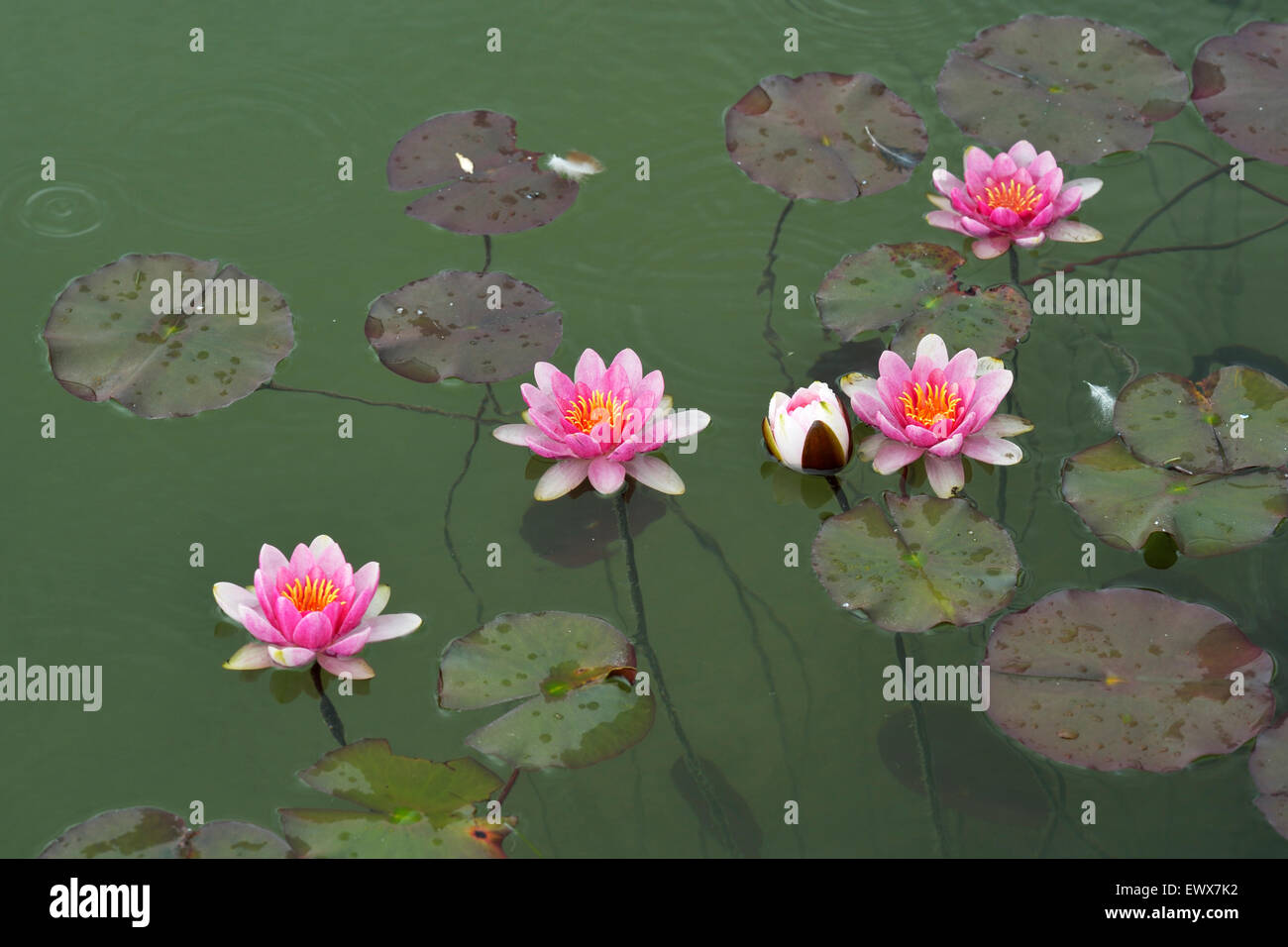 Pink water lilies (Nymphaea sp.), Switzerland Stock Photo