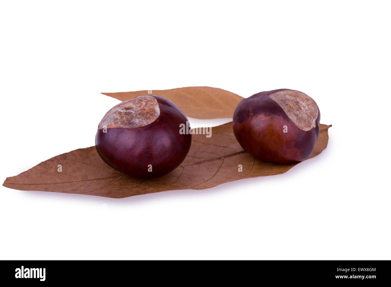 chestnuts on leaves Stock Photo - Alamy