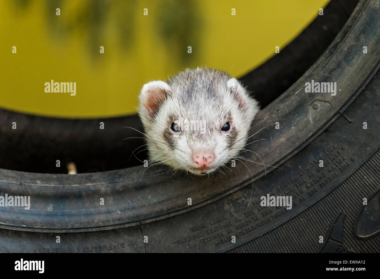 The ferret is the domesticated form of the European polecat, a mammal belonging to the same genus as the weasel, Mustela of the family Mustelidae. Stock Photo