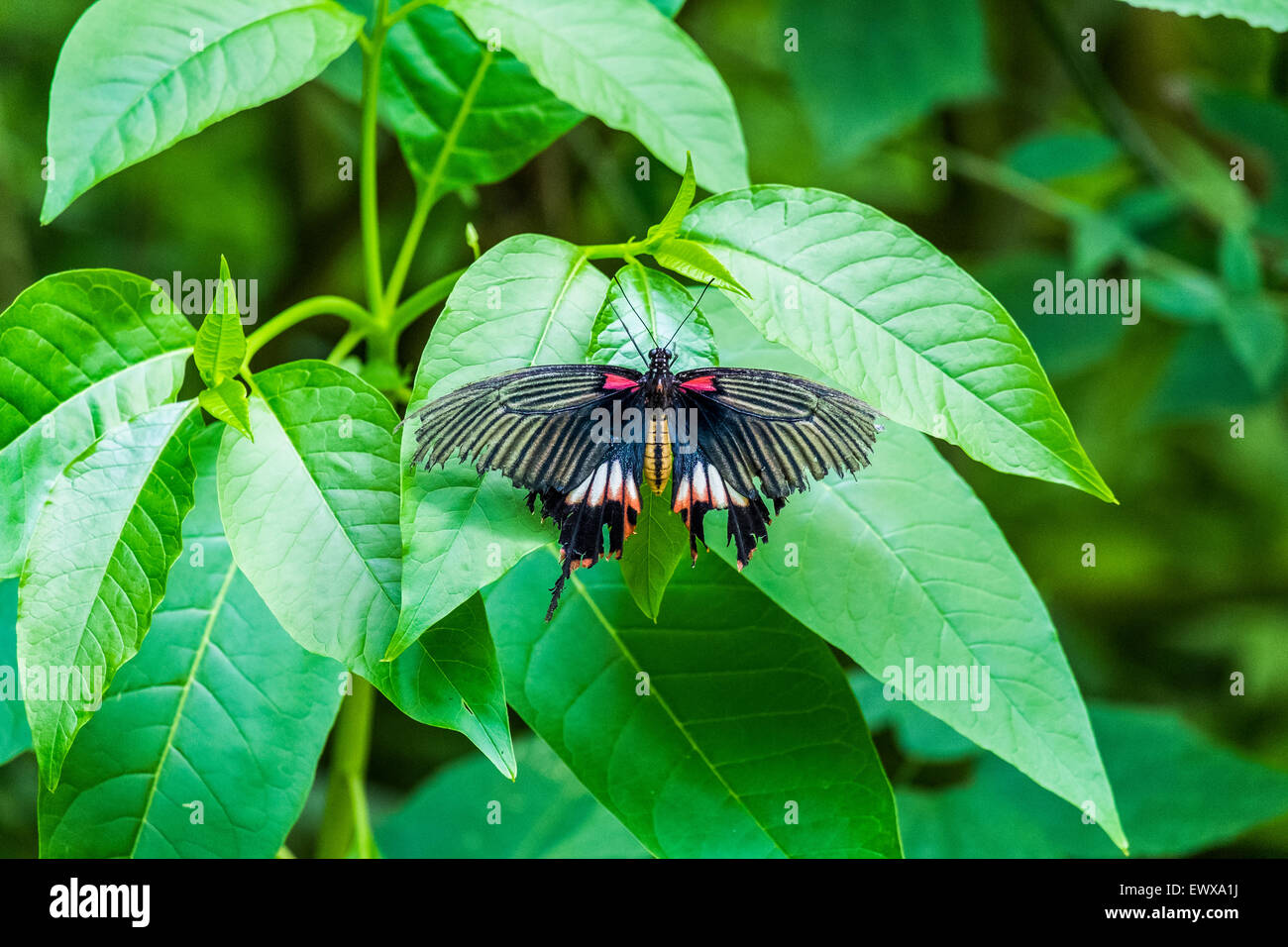 Butterfly in New Forest Wildlife Park Hampshire United Kingdom Stock Photo