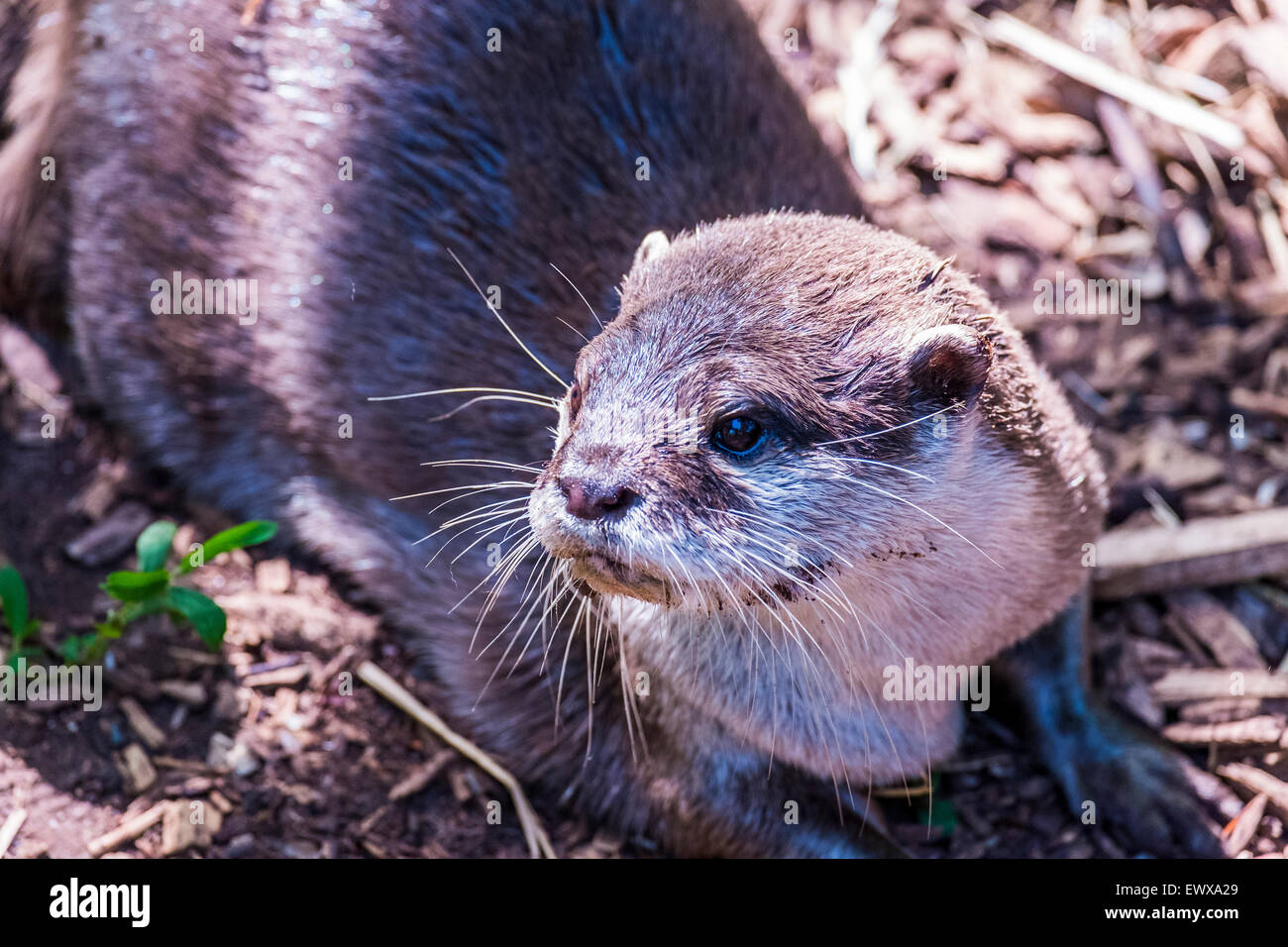 Otters are carnivorous mammals in the subfamily Lutrinae. The 13 extant otter species are all semiaquatic, aquatic or marine, with diets based on fish Stock Photo