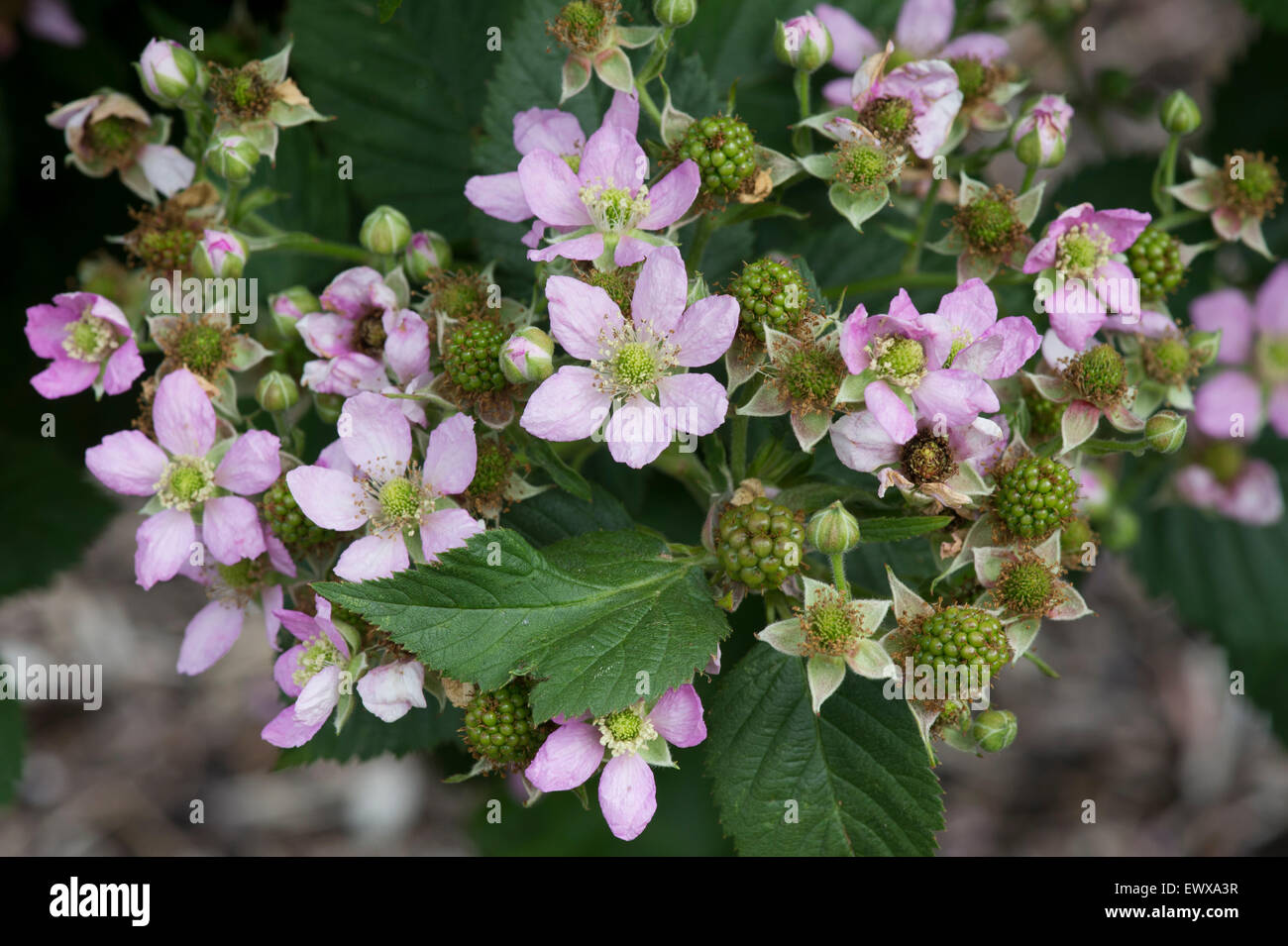 Rubus fruticosus. Thornless Blackberry 'Chester' flowers and ripening fruit in june Stock Photo