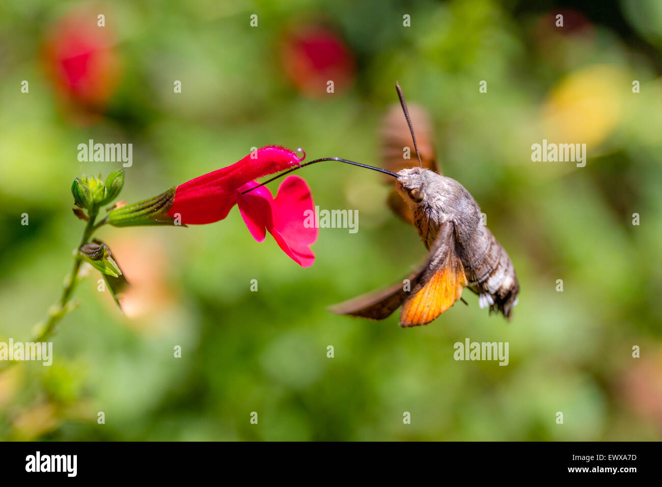 Butterfly feed on flower Stock Photo Alamy