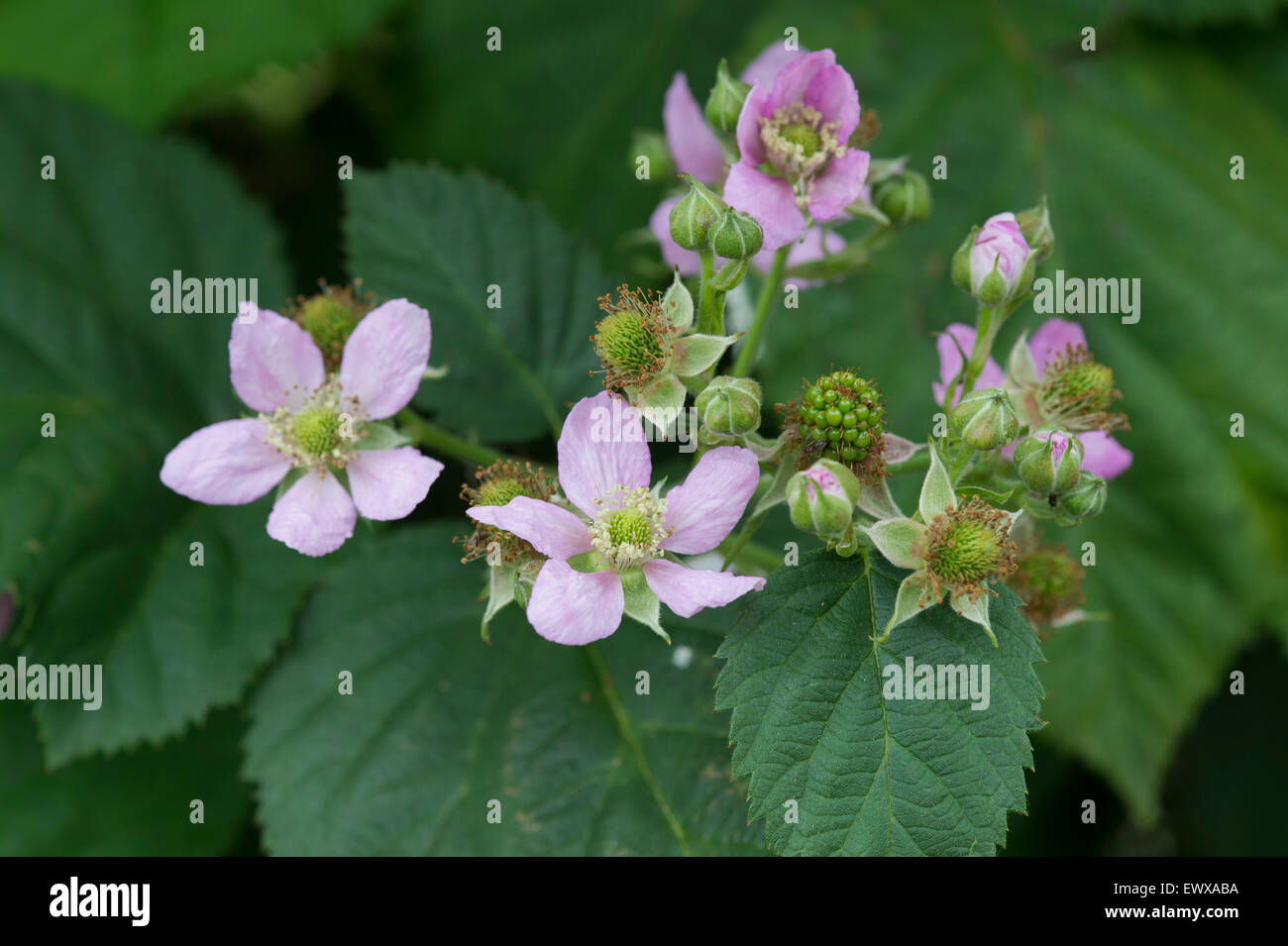 Rubus fruticosus. Thornless Blackberry 'Chester' flowers and ripening fruit in june Stock Photo